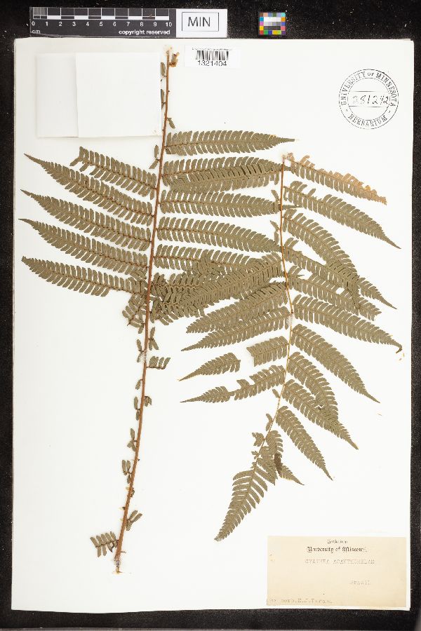 Cyathea acanthomelas image