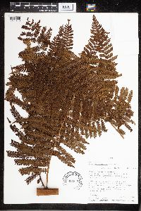 Cyathea delgadii image