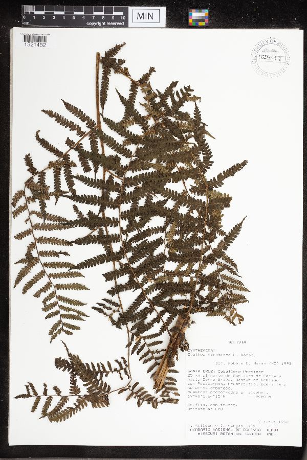 Cyathea straminea image