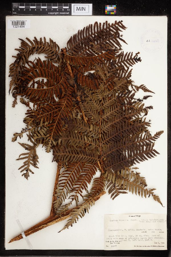 Cyathea rapensis image