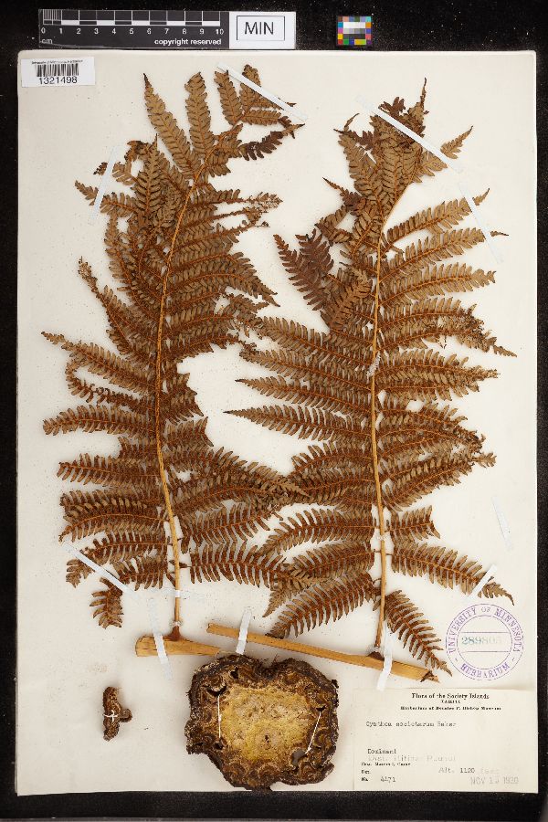 Cyathea societarum image