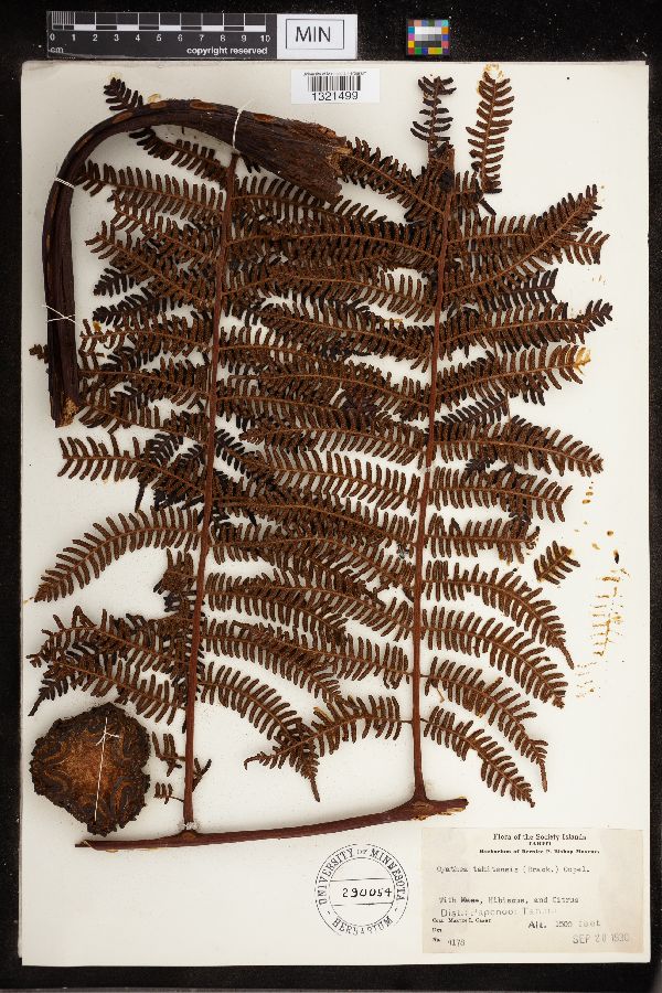 Cyathea tahitensis image