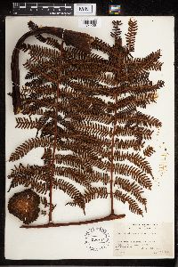 Image of Cyathea tahitensis