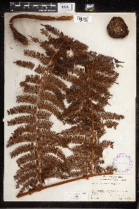 Cyathea tahitensis image