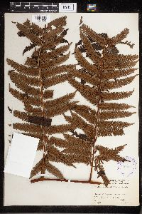 Cyathea tahitensis image