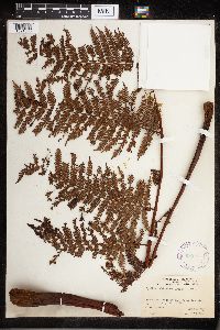Cyathea tahitensis image