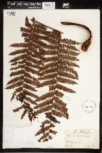 Cyathea tahitensis image