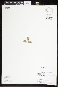 Sceptridium multifidum image