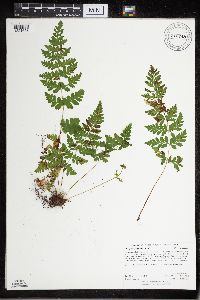 Cystopteris laurentiana image
