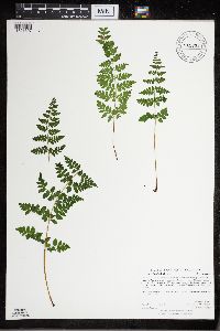 Cystopteris tennesseensis image