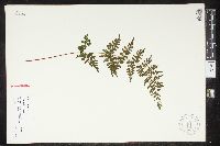 Cystopteris laurentiana image