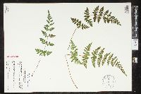 Cystopteris laurentiana image
