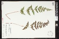 Cystopteris laurentiana image