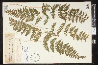 Cystopteris laurentiana image