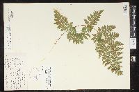 Cystopteris laurentiana image