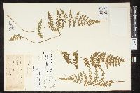 Cystopteris laurentiana image