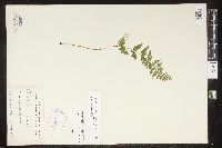 Cystopteris laurentiana image