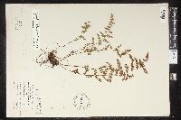 Cystopteris laurentiana image