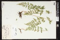Cystopteris protrusa image