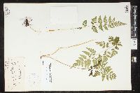 Cystopteris protrusa image