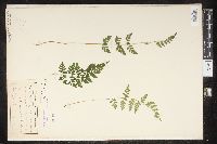 Cystopteris protrusa image