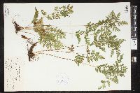 Cystopteris protrusa image