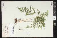 Cystopteris protrusa image