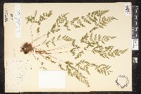 Cystopteris tenuis image