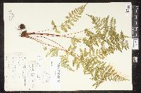 Cystopteris tenuis image