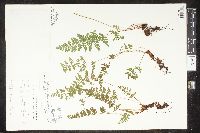 Cystopteris tenuis image