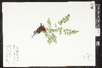 Cystopteris tenuis image