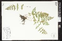 Cystopteris tenuis image
