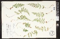 Cystopteris tenuis image