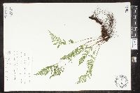 Cystopteris tenuis image