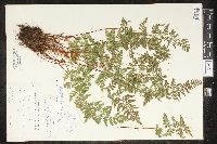 Cystopteris tenuis image