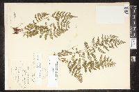 Cystopteris tenuis image