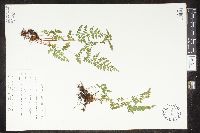 Cystopteris tenuis image