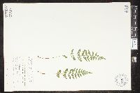 Cystopteris tenuis image