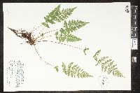 Cystopteris tenuis image