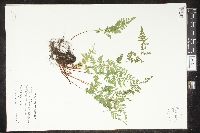 Cystopteris tenuis image