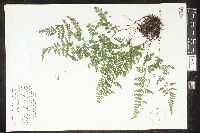Cystopteris tenuis image