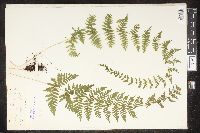 Cystopteris bulbifera image