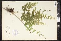 Cystopteris bulbifera image