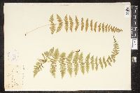 Cystopteris bulbifera image