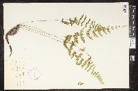 Cystopteris bulbifera image