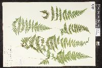 Cystopteris bulbifera image