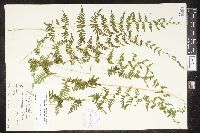 Cystopteris bulbifera image