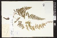 Cystopteris bulbifera image