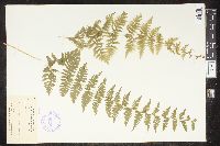 Cystopteris bulbifera image