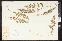 Cystopteris bulbifera image